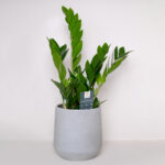 Zamia