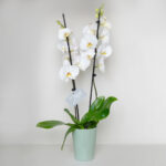 Λευκή Ορχιδέα Phalaenopsis