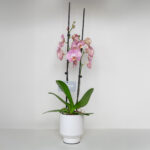 Ροζ Ορχιδέα Phalaenopsis