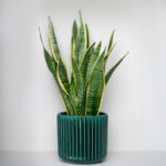Sanseveria