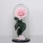 Pink Forever Rose