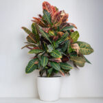 Croton