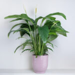Spathiphyllum
