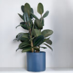 Ficus