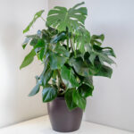 Monstera